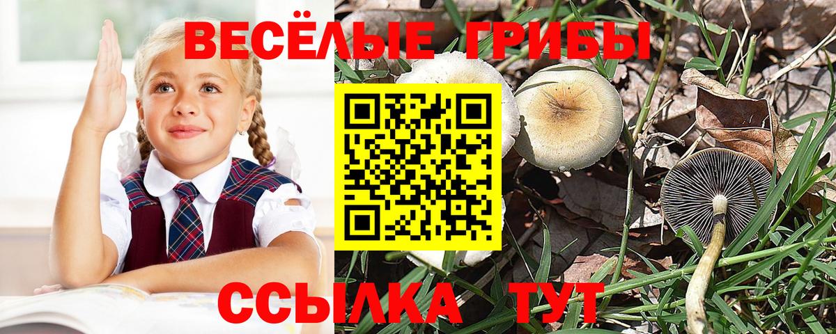 Махачкала  Псилоцибиновые грибы Cubensis  Псилоцибиновые грибы Psilocybine cubensis  Вход с VPN 